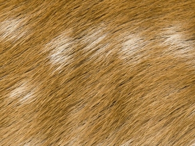 DG13 DEER