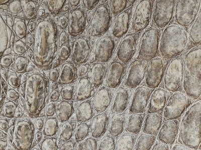 DG17 CROCODILE