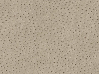DG18 OSTRICH